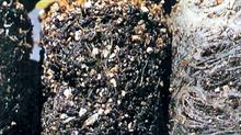 Black root rot compared to healthy white roots